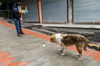 harvinder singh feeding stray animals in curfew