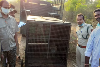 2 year old  leopard captured in Gundlupet