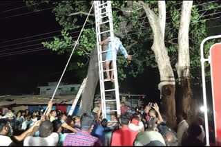 deranged youth climbed on tree