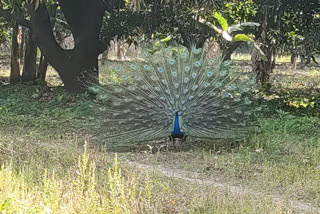 ছবি