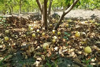 guava crop led to loss due to lockdown