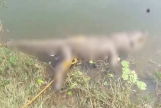 a crocodile found dead