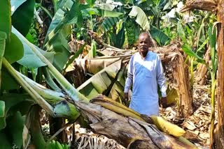 Banana fruit growers