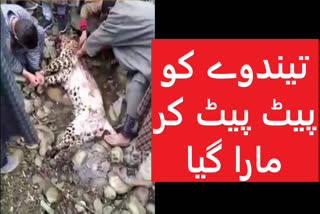 leopard beaten to death in kulgam