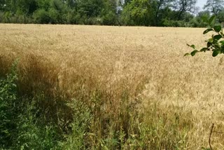 The standing crop of wheat could not be cut due to Corona crisis