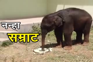 Little elephant baby is kept in quarantine in ranchi