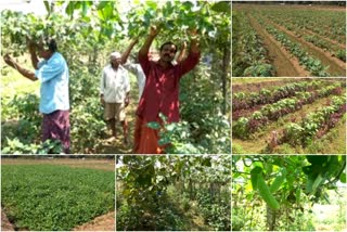 vegetable harvest  vegetable farming  pattambi vegetable  kodalur vegetable  കൊടലൂര്‍ പച്ചക്കറി വിളവെടുപ്പ്  കൊടലൂർ പാടശേഖര പച്ചക്കറി ഉല്‍പാദക സംഘം  കൊടലൂർ വിഷു ചന്ത