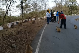 ma-reva-institution-is-feeding-food-to-hungry-animals