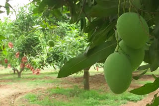 corona-blow-to-mango-farmers-in-andhrapradesh