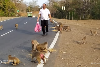 social workers Serving food to animals in lockdown in hoshangabad