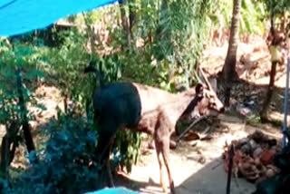 Sambar deer death  മ്ലാവിന് ദാരുണാന്ത്യം  അടിമാലിയിൽ മ്ലാവ്  Sambar deer at adimaly