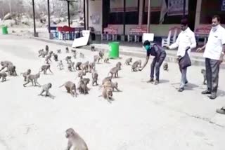 food distribution to monkeys at kondagattu anjaneya swamy temple