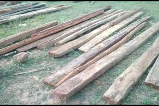 Wood smuggling case in Koriya