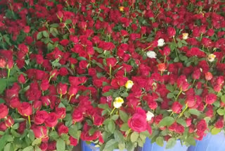 farmer destroyed rose in davanagere