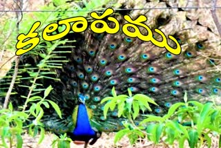 peacock show