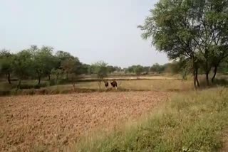 Forest buffalo entered into resident areas