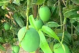 4 containers of Ratnagiri Hapus mangoes were exported to UAE and Oman