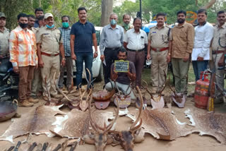 Deer Meat Sales: One Arrest, Four Parasites