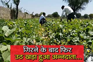 किसानों की बढ़ी परेशानी, जयपुर की खबर, जयपुर में खेती, jaipur farming news, jaipur farmers bad condition, अन्नदाताओं का बुरा हाल