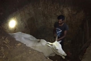 people save ox form pit in gojoli