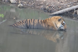 tiger-t-21-died-in-pench-national-park