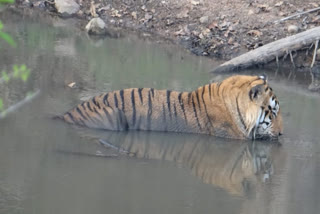 dead-body-of-a-tiger-found-in-pench-national-park
