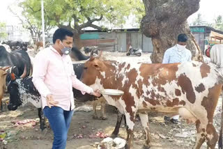 Meals Providing by Enimal well fair society for animals in kalburgi