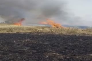 Fire in the standing crop in the fields