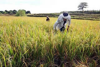 MHA directs states to ensure smooth harvesting and sowing operations during lockdown