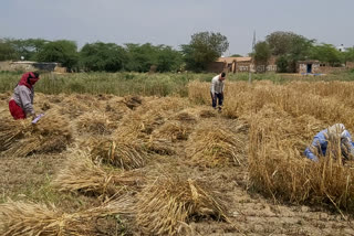 farmer crop problem palwal