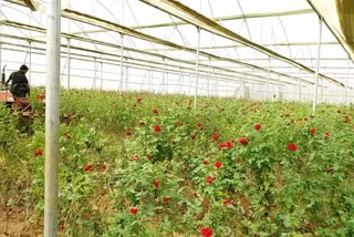 rose farming farmers facing loss due to corona effect