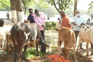 Vegetables fed to the animals in alipiri by siti chamber