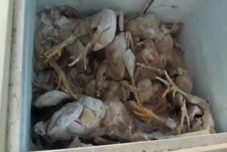 selling rotten chicken in mysore