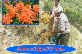 కరోనా దెబ్బకు...కనకాంబరం రైతులు విలవిల