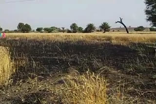 Fire in the standing crop of wheat