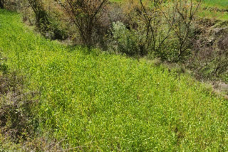 Wheat crop affected of yellow rust in himachal