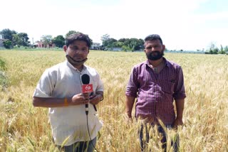 wheat farmer