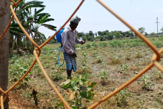 Farmers can buy seeds, fertilisers during curfew relaxation period in HP's Kangra