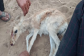 Wild animals wandering search of water at Bhopalgarh