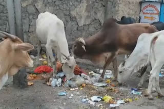 cows eat plastic on the road side