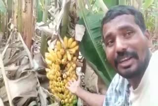 banana crop farmers led to loss due to corona