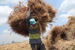 Indian agriculture