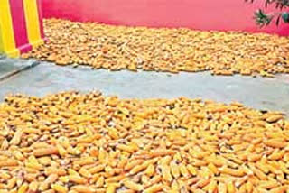 not established corn purchase centres in vizianagaram