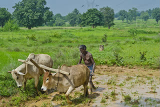 लॉकडाउन: 1000 करोड़ रुपये के फसल बीमा दावों का भुगतान