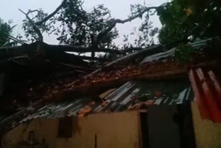 cherthala news  tree fallen down  ചേർത്തല വീട് തകര്‍ന്നു  മാന്നിനേഴത്ത് വീട്ടിൽ ജോസഫ് മാത്യു