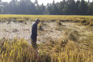 അപ്പർ കുട്ടനാടൻ നെൽ കൃഷി paddy feilds പ്രതിസന്ധിയിലാക്കി വേനൽ മഴ