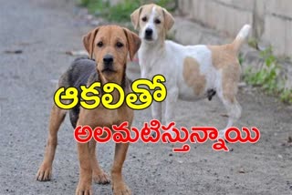 Animals suffering with  food problem in hyderabad