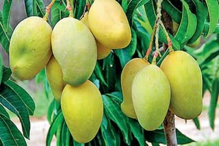 mango konkan