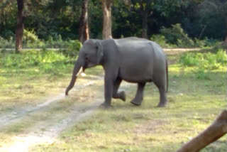 tusker  four killed  Odisha  wild elephant  ഒഡീഷ  കാട്ടാന ആക്രമണം  നാല് പേർ മരിച്ചു  ഭുവനേശ്വർ