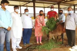 feed cattle in lock down in Ajme